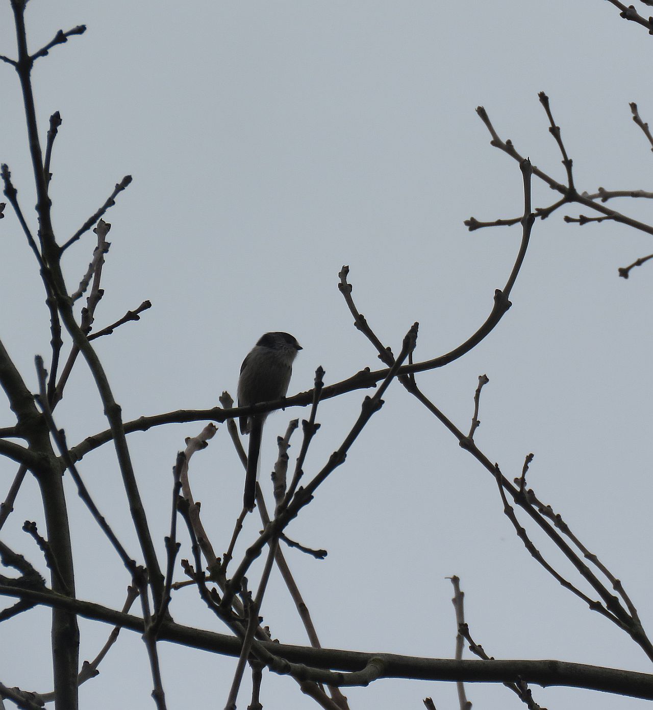  Long tailed Tit 